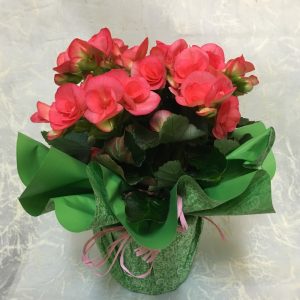 Ruusubegonia