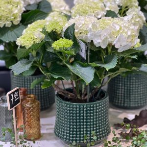 Ruukkuhortensia