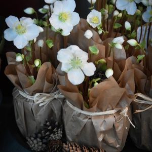 Jouluruusu paperissa