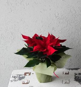 Keskikokoinen joulutähti