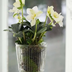 Jouluruusu lasiastiassa