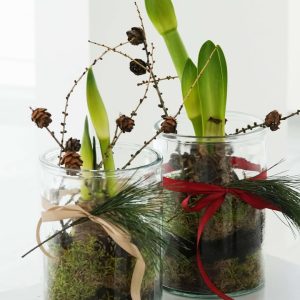 Amaryllis lasiastiassa