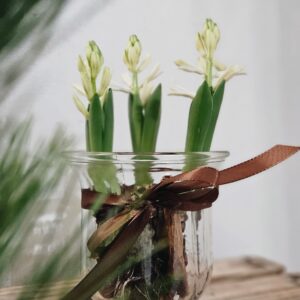 Multiflora hyasintti lasimaljassa