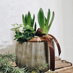 Hyasintti keraamisessa ruukussa