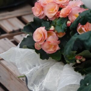Ruusubegonia